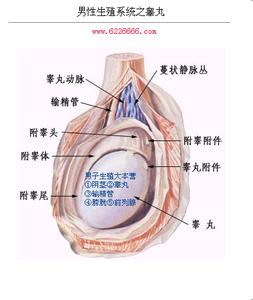 附睾炎应该怎么治