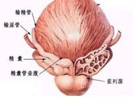 急性前列腺炎给男性带来哪些危害