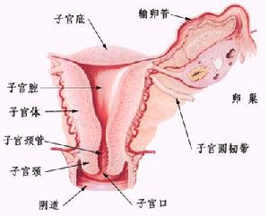 苏州治疗卵巢早衰医院