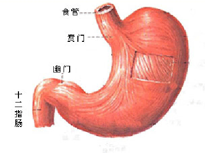 苏州治疗十二指肠溃疡医院